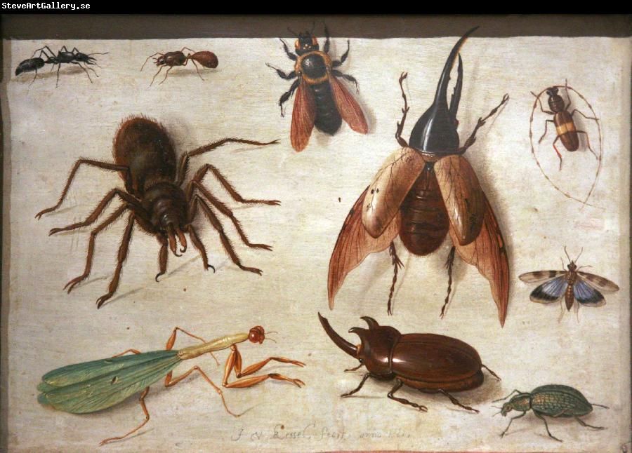 Jan Van Kessel Spiders and insects